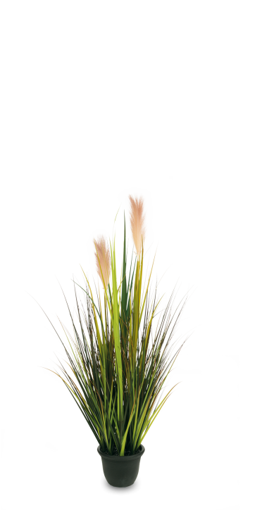 Pampasgras mit Blüten 120 cm
