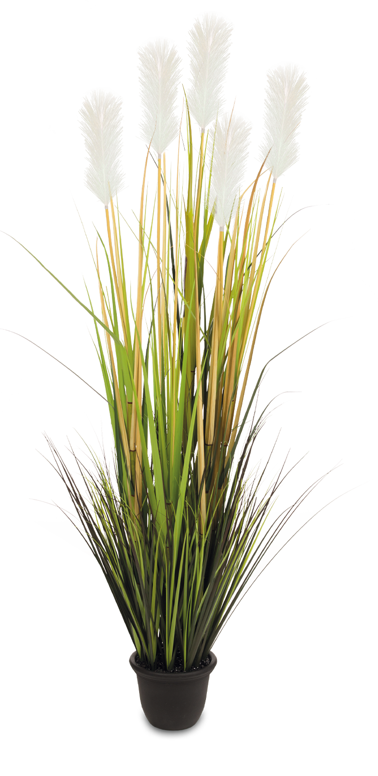 Pampasgras mit weißen Blüten 150 cm