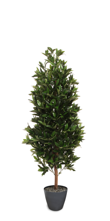 Lorbeer 150 cm