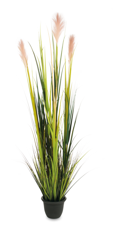 Pampasgras mit Blüten 180 cm