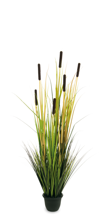 Rohrkolben 150 cm