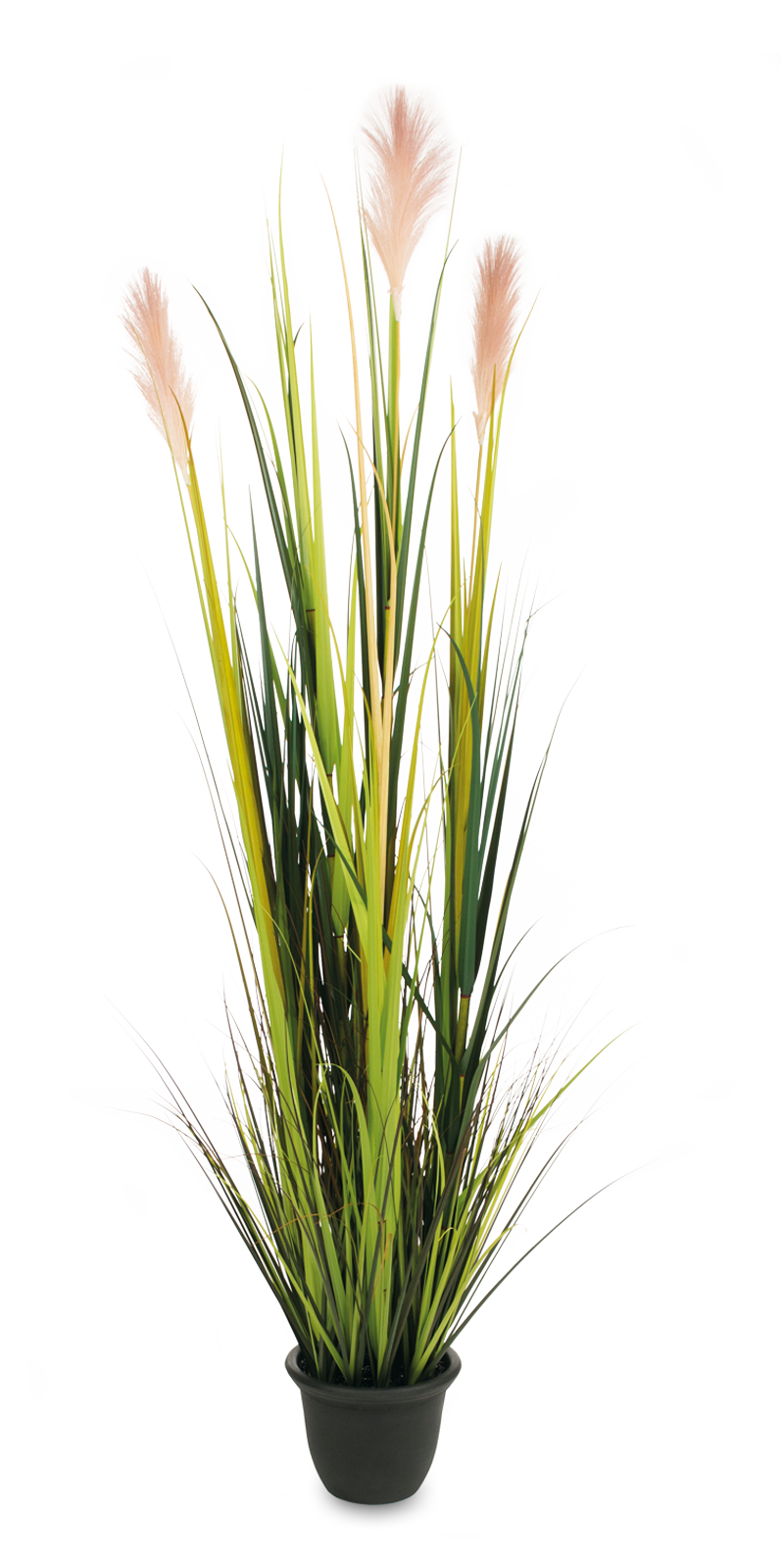 Pampasgras mit Blüten 180 cm