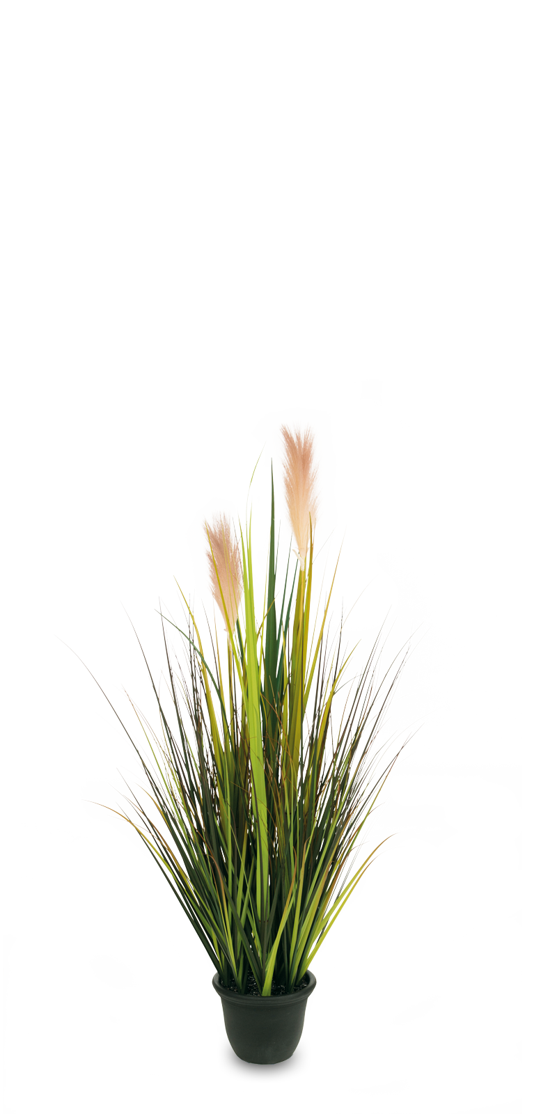 Pampasgras mit Blüten 120 cm