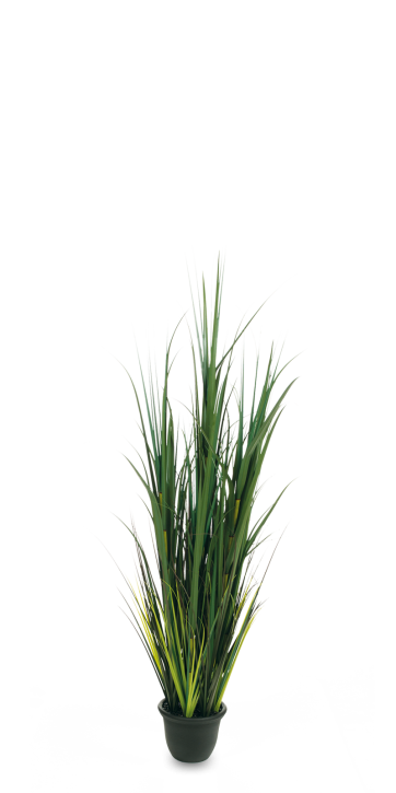 Pampasgras 120 cm