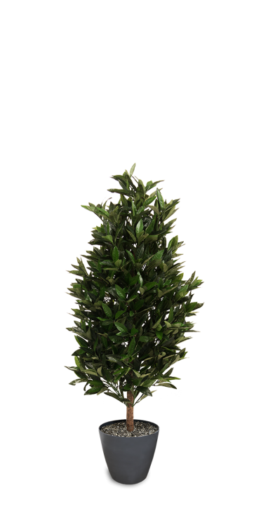 Lorbeer 120 cm