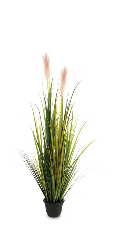 Pampasgras mit Blüten 150 cm
