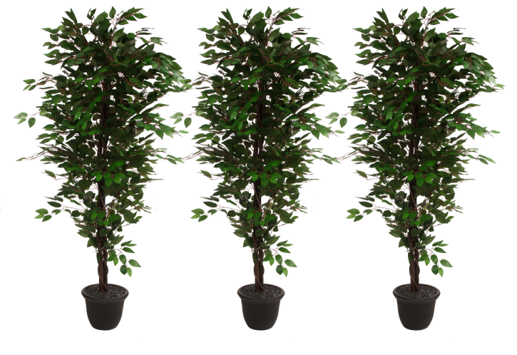 Paket 3x Ficus 180 cm